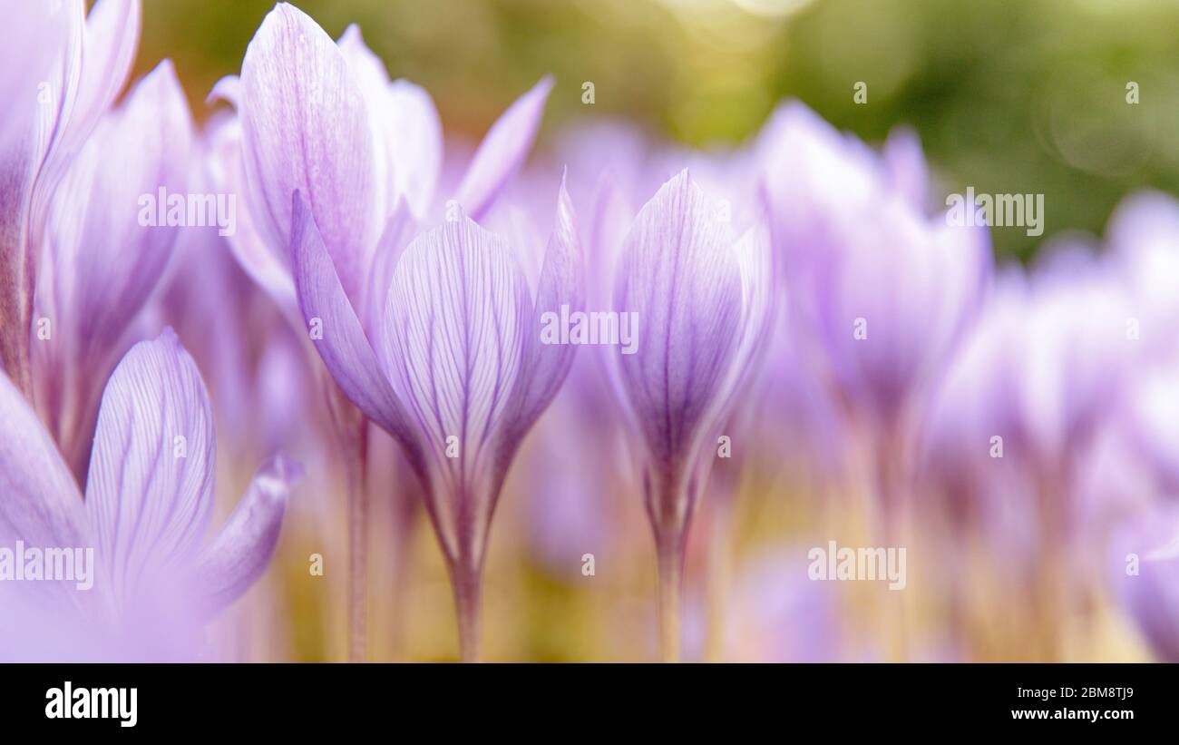 Gartenarbeit, Pflanzkonzept. Сlose up von Colchicum autumnale/ Crocus - Herbstviolett Blume auf dem Feld, selektiver Weichfokus, Unteransicht. Sonniger Tag Stockfoto