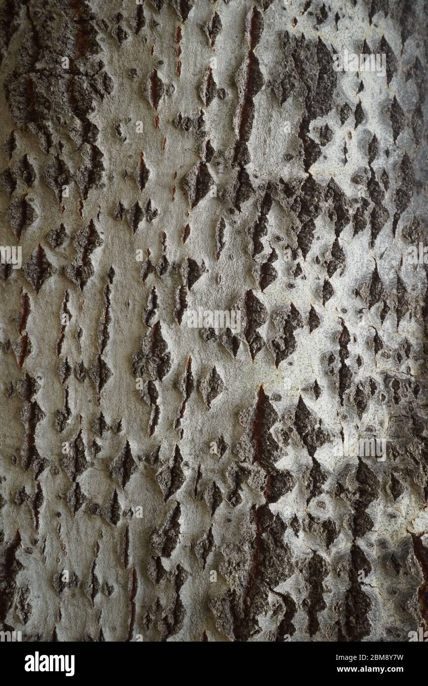 Rinde aus silberner oder weißer Pappel (Populus alba) Stockfoto
