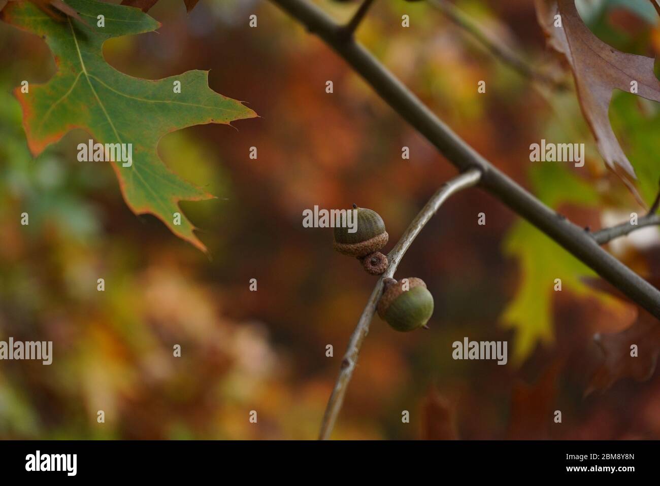 Eicheln aus Eichenholz (Quercus palustris) Stockfoto