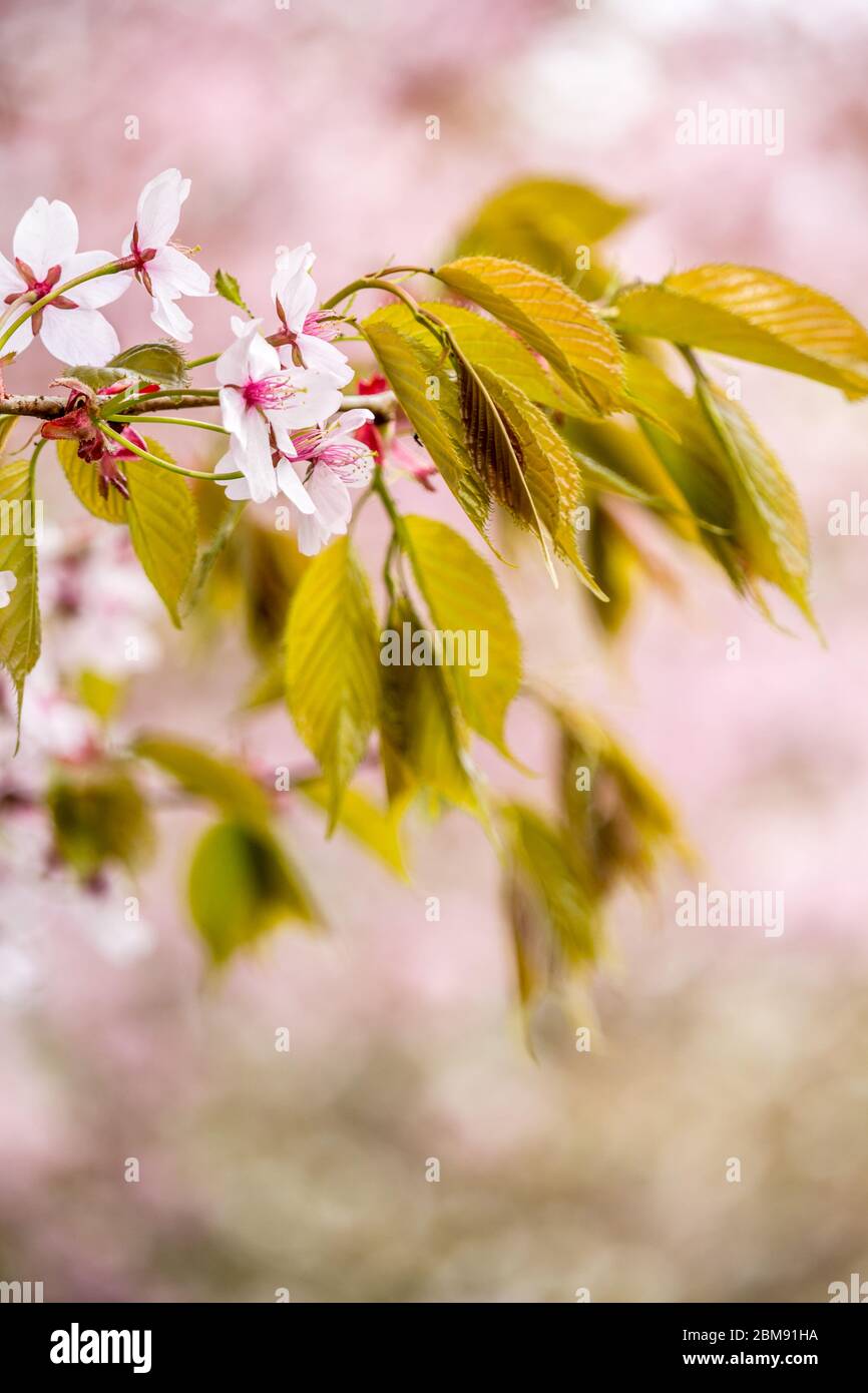 Frische des Frühlings, Kirschblütenzweige mit weißen zarten Blüten und verschwommenem Hintergrund Stockfoto