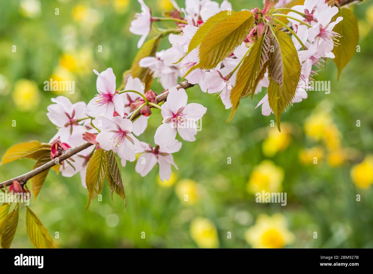 Frische des Frühlings, Kirschblütenzweige mit weißen zarten Blüten und verschwommenem Hintergrund Stockfoto