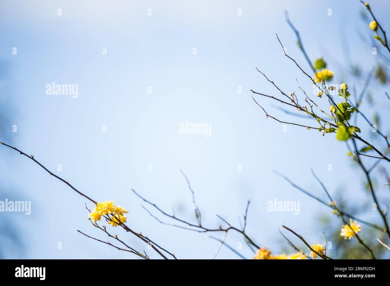 Gelb, Frühling, subtile Blüten auf verschwommenem, blauem Hintergrund Stockfoto