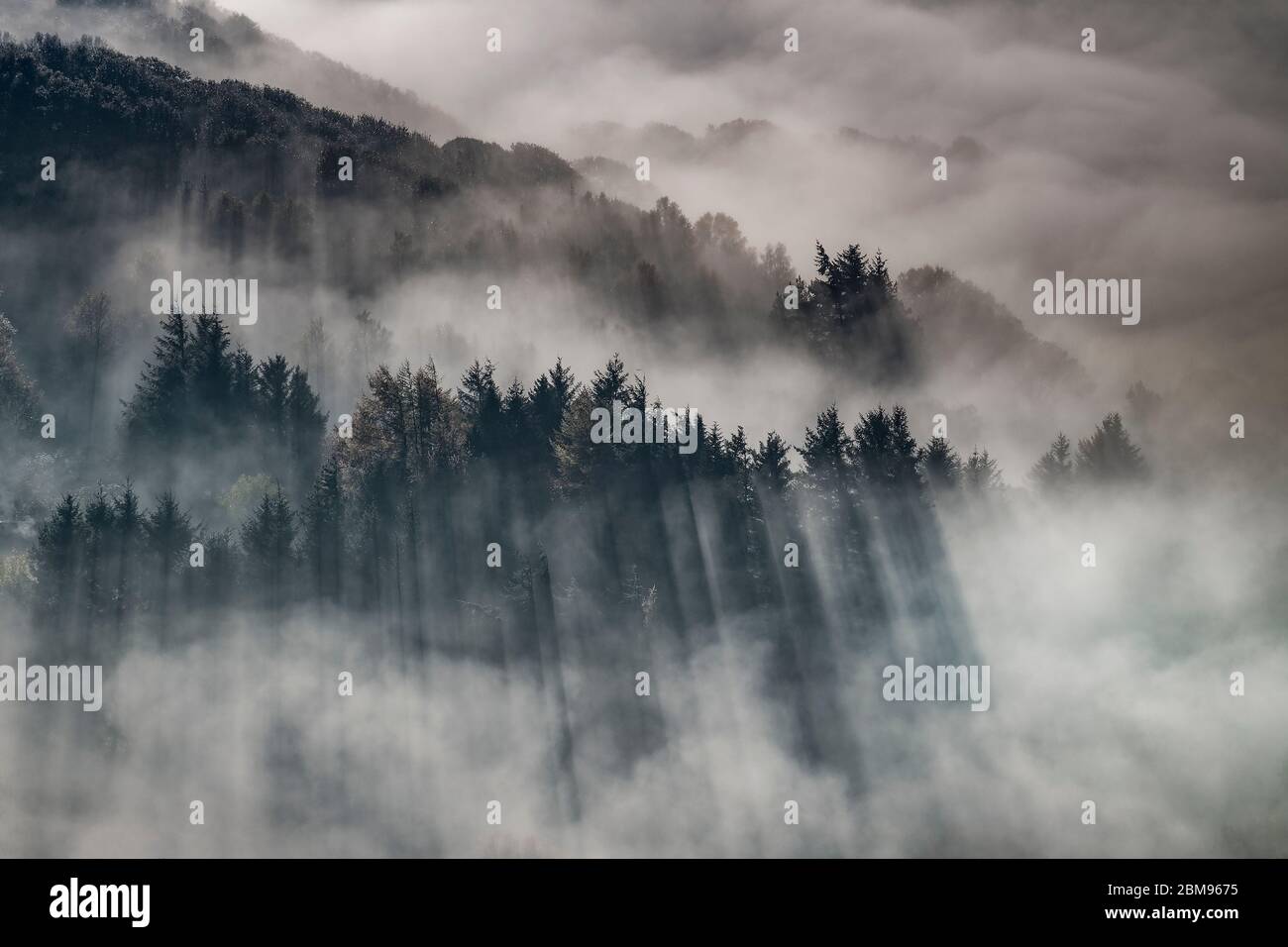 Frühmorgendlicher Nebel und Nebel-Encase Gwydir Forest, in der Nähe von Capel Curig, Snowdonia National Park, North Wales, Großbritannien Stockfoto