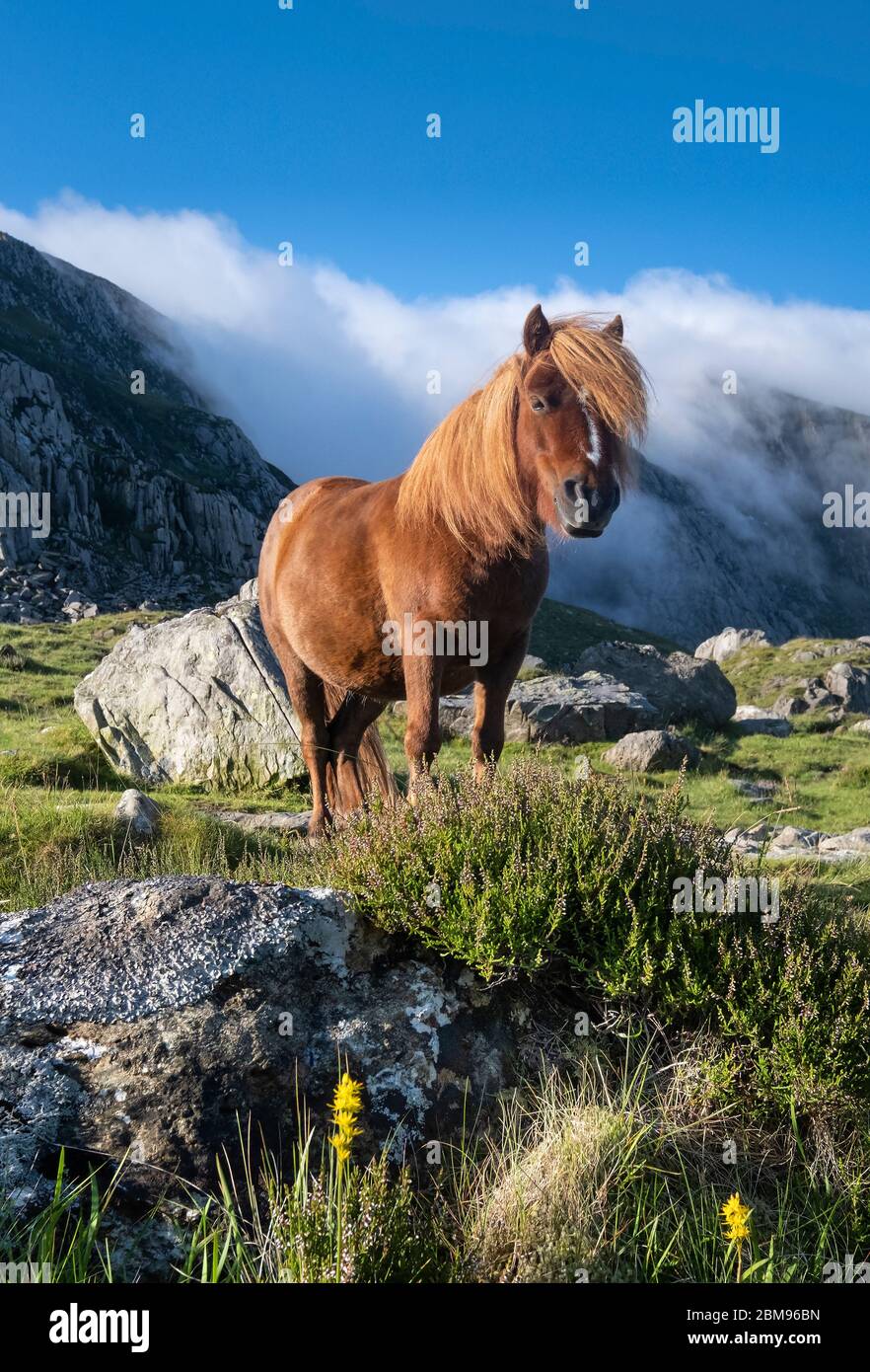 Wildes Welsh Pony in Cwm Idwal, unterstützt von den Glyderau Mountains, Snowdonia National Park, North Wales, Großbritannien Stockfoto