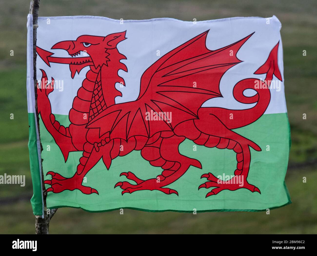 Walisische Nationalflagge auf rustikalem Pfahl, in der Nähe von Penmachno, Snowdonia National Park, North Wales, Großbritannien Stockfoto