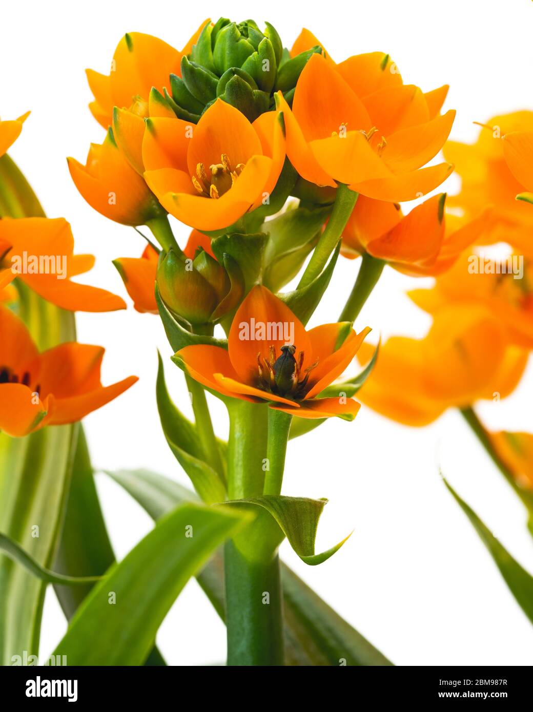 Sonnenstern Oder Stern Von Bethlehem Ornithogalum Dubium Bluhende Pflanze Schone Exotische Blumen Aus Nachster Nahe Isoliert Auf Weissem Hintergrund Stockfotografie Alamy