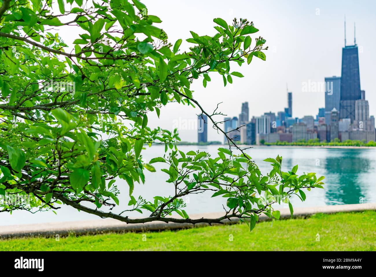 Green Branch von North Avenue Beach und der Chicago Skyline Stockfoto