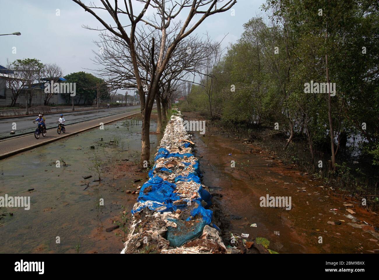 Kinder Fahrrad fahren entlang einer Hafenstraße vor Abrieb durch eine Reihe von Mangrovenbäumen und temporäre Ufermauer Struktur geschützt. Muara Baru, Penjaringan, Nord-Jakarta, Jakarta, Indonesien. Archivfoto. Stockfoto