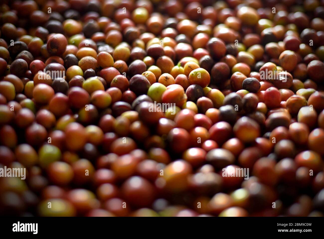 Artikeldetails frisch geerntete arabica-Kaffeekirschen in Indonesien. Stockfoto