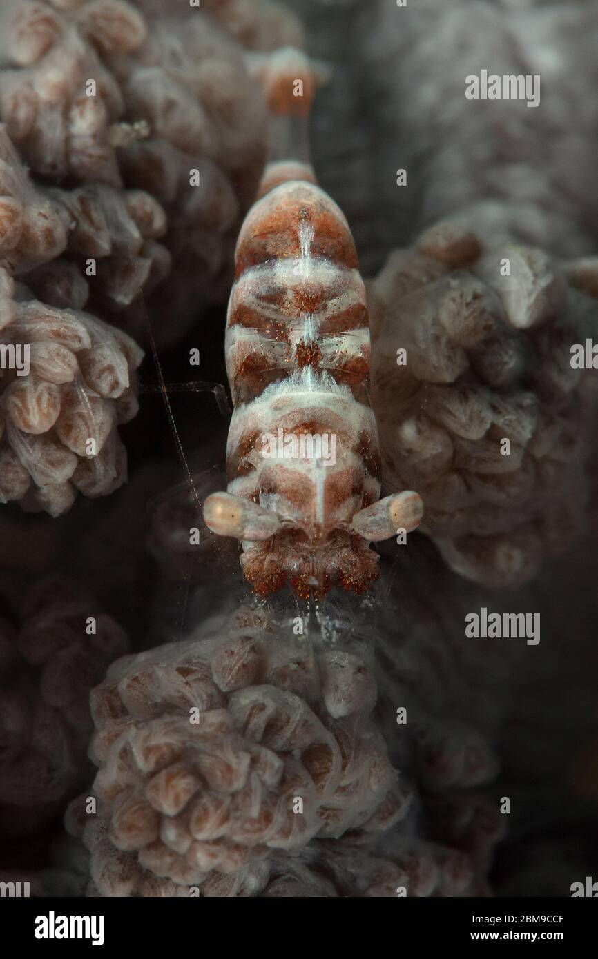 Buckelwal Soft Coral Shrimp (Hippolyte dossena). Unterwassermakro-Fotografie aus Romblon, Philippinen Stockfoto