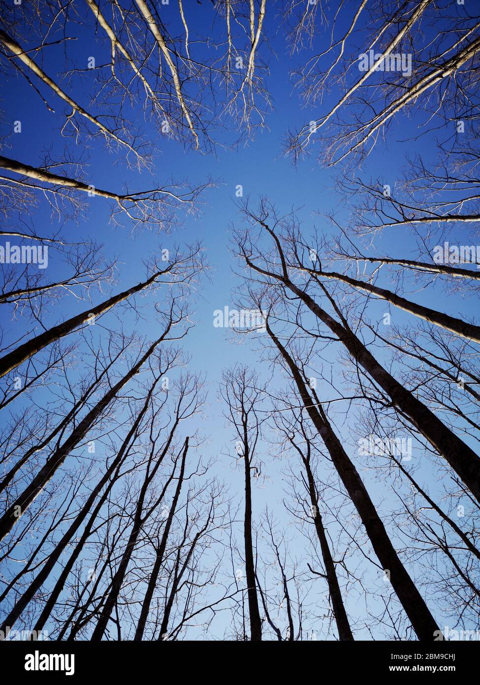 Trunk alder tree alnus glutinosa -Fotos und -Bildmaterial in hoher ...