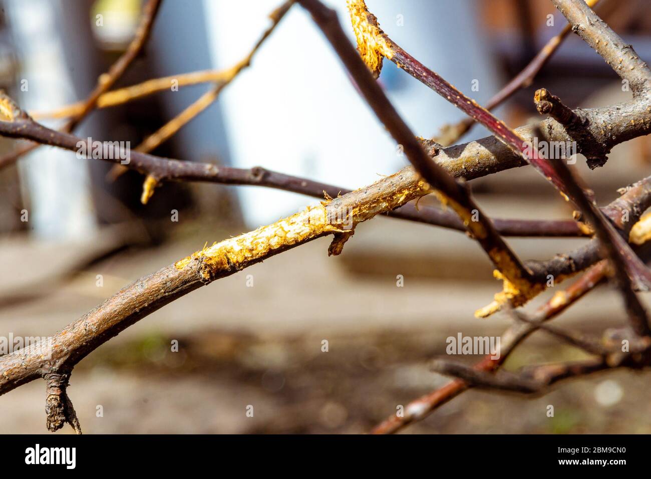 Nagetier Schäden an Obstbäumen im Winter, selektiver Fokus Stockfoto