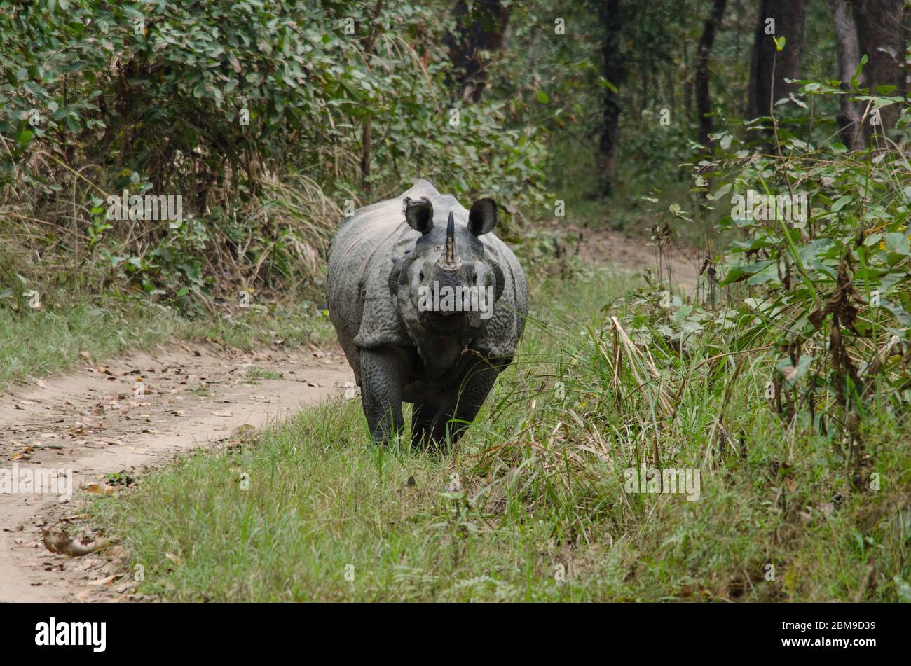 rhinoceros, Plural Nashorn, Nashorn, oder Nashorn, jede von fünf oder sechs Arten von riesigen, horntragenden Pflanzenfressern, die einige der llar Stockfoto