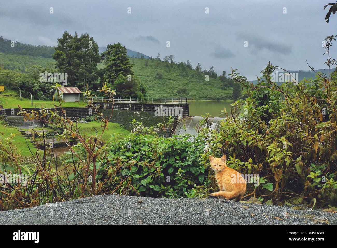 Kleine Katze spielen und schauen der Kamera auf der Landschaft von Ooty isoliert auf Wasserdamm und Berghintergrund. Stockfoto