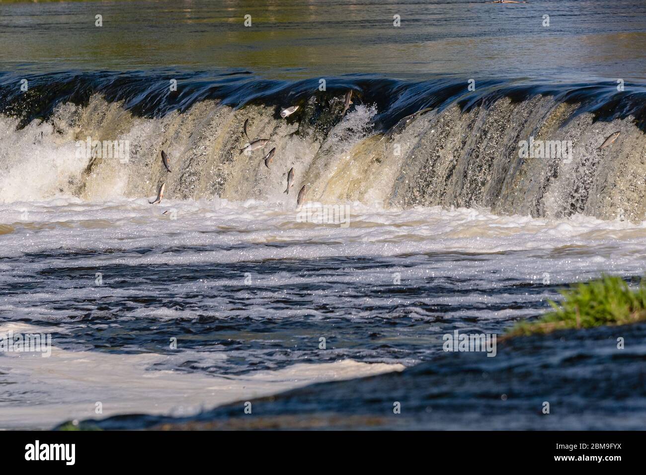 Im Frühling fliegen oder springen Fische im breitesten Wasserfall Europas und die Fischart heißt Viba, ein Fisch der Sapalu-Familie, der geht Stockfoto