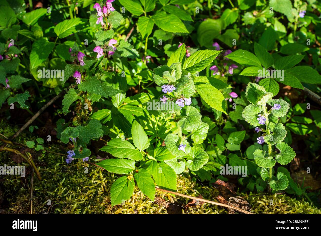 Hardegg: Blumen, Thaya River Nationalpark Thayatal - Podyji, in Weinviertel, Niederösterreich, Niederösterreich, Österreich Stockfoto