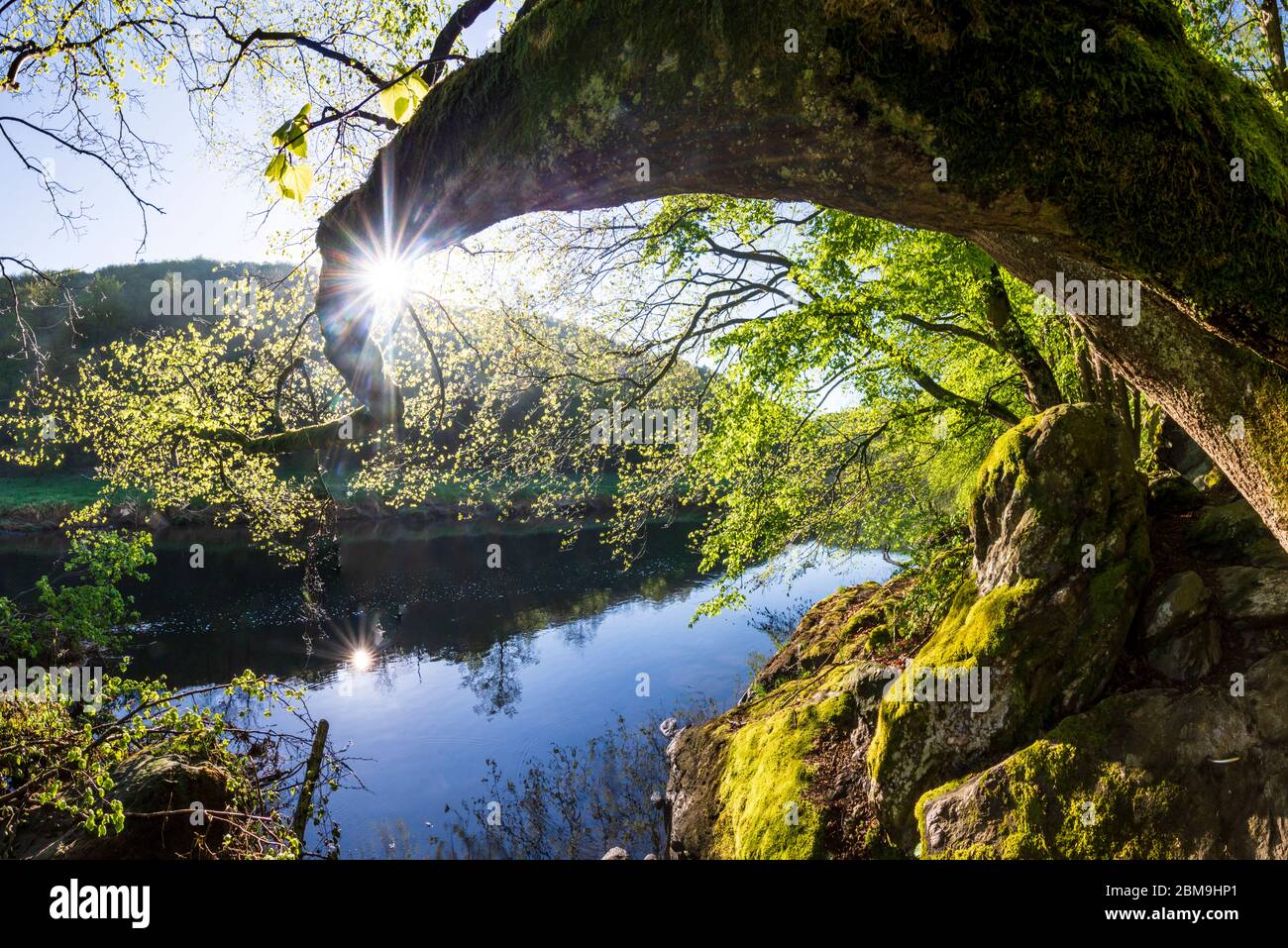 Hardegg: Thaya, Baum, Thaya River Nationalpark Thayatal - Podyji, in Weinviertel, Niederösterreich, Niederösterreich, Österreich Stockfoto