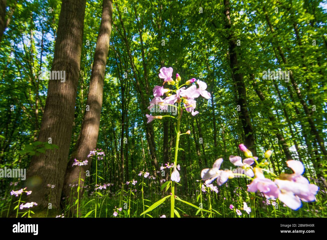Hardegg: Blühende Blumen im Wald, Bäume, Thaya River Nationalpark Thayatal - Podyji, im Weinviertel, Niederösterreich, Niederösterreich, Österreich Stockfoto
