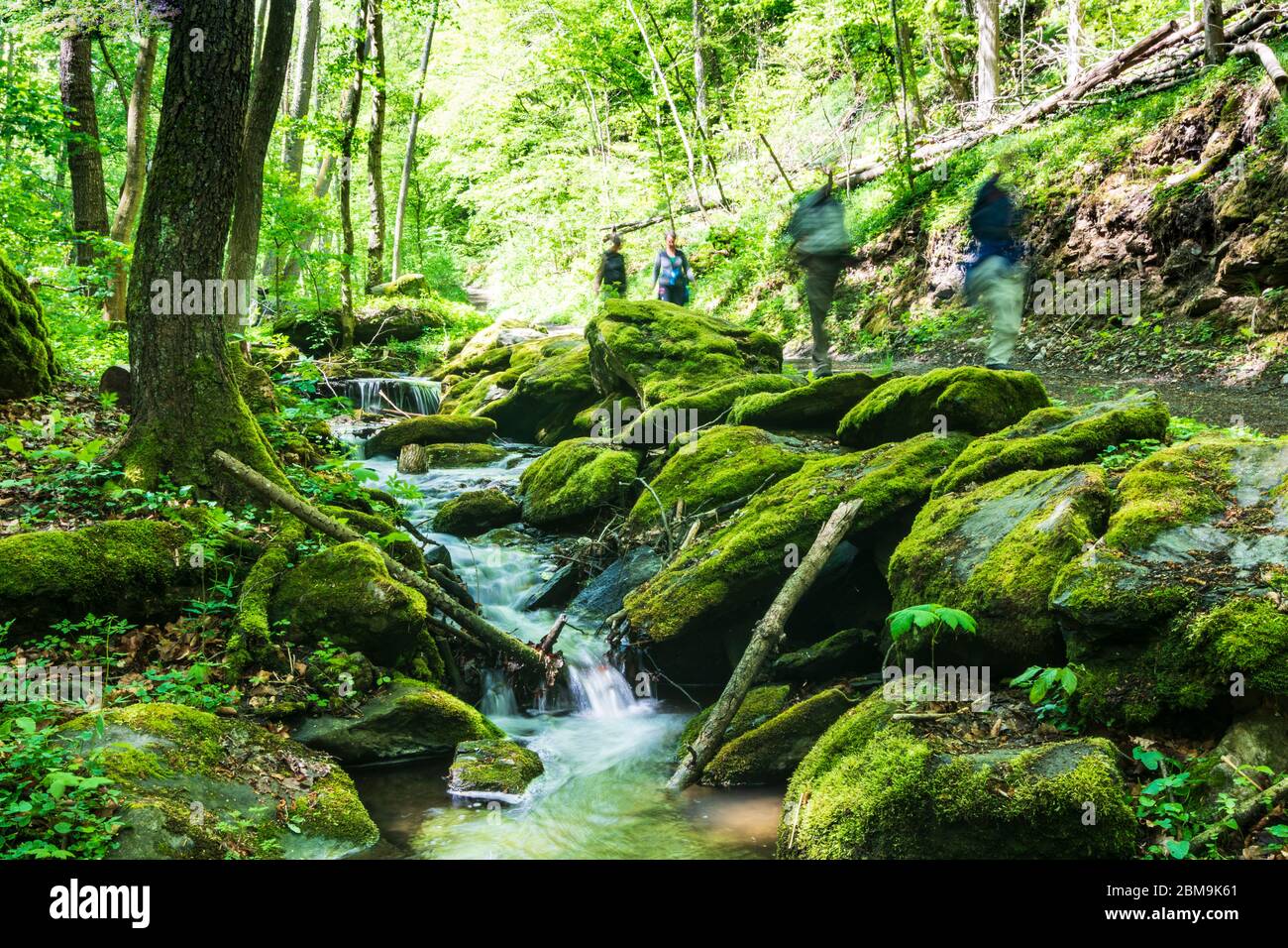 Hardegg: Bach Kajabach, Wanderer, Thaya River National Park Thayatal - Podyji, in Weinviertel, Niederösterreich, Niederösterreich, Österreich Stockfoto