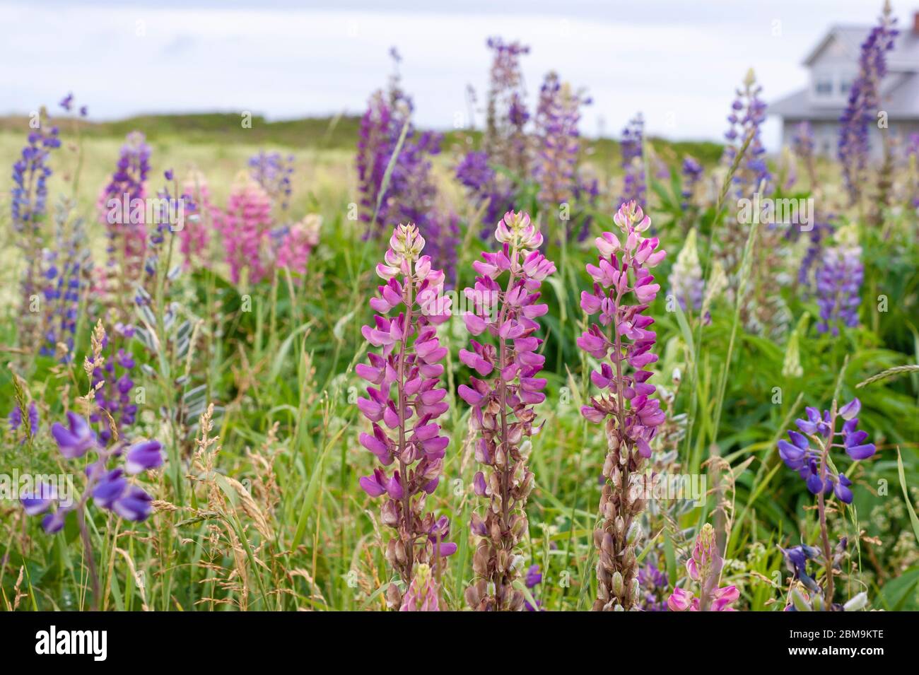 Feld von bunten Lupinen Blumen, in den Farbtönen lila und rosa. North Rustico Beach, Prince Edward Island National Park, Kanada Stockfoto