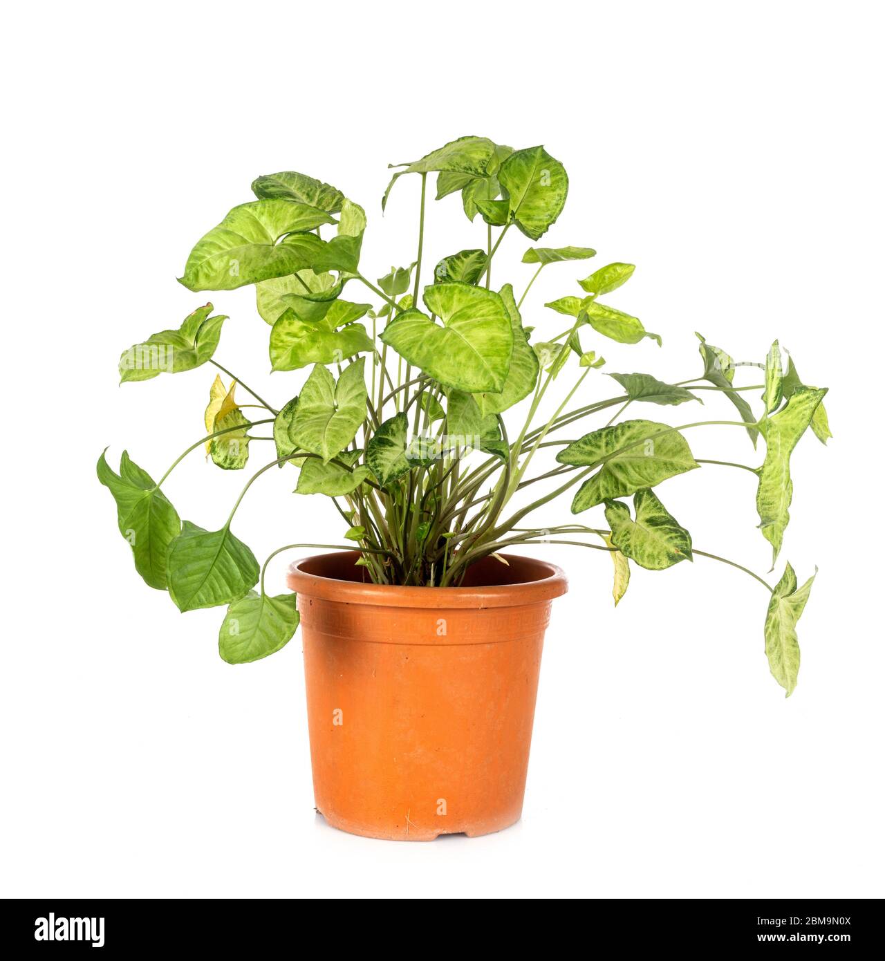 Syngonium podophyllum vor weißem Hintergrund Stockfoto