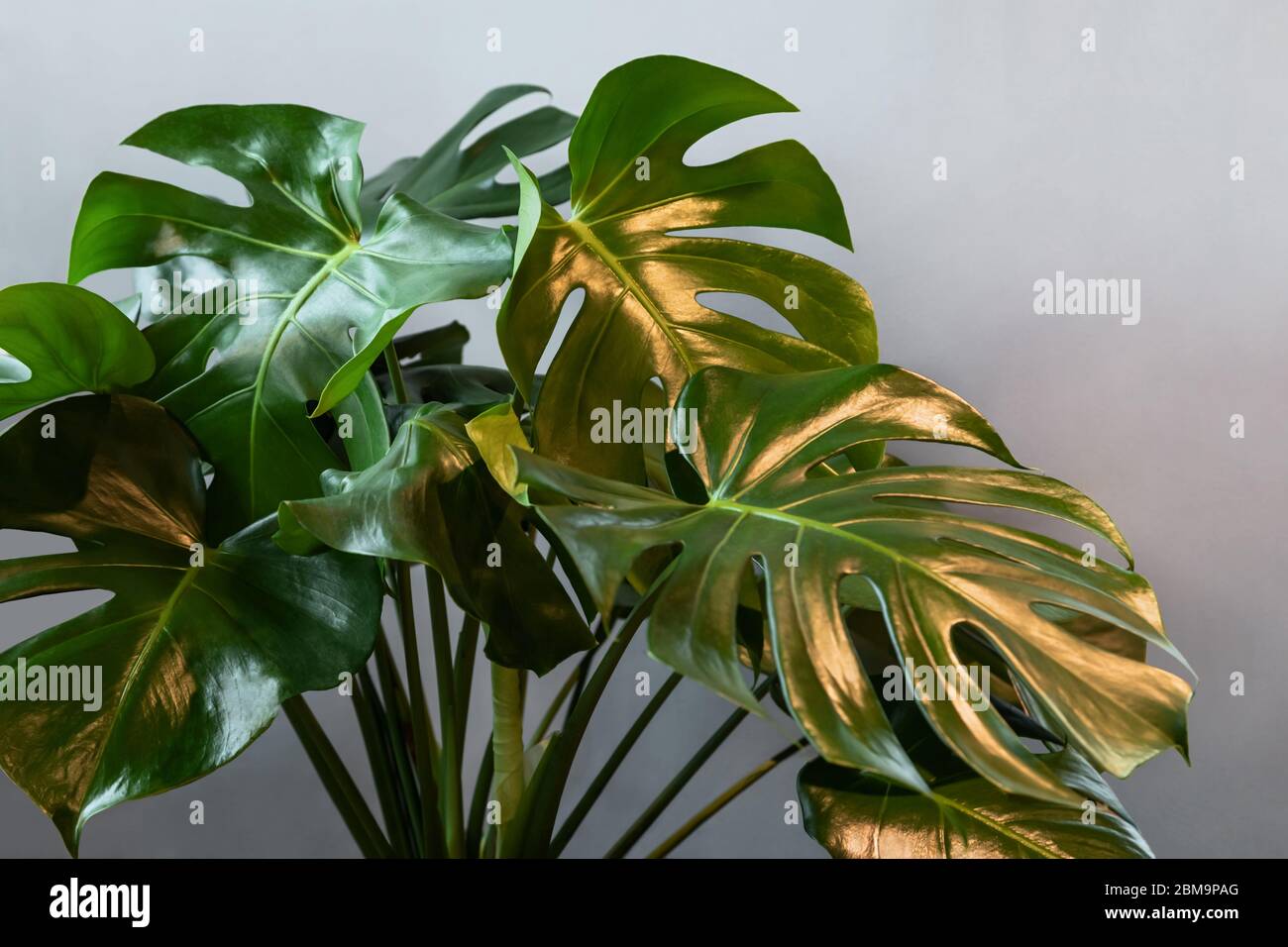 Monstera Pflanze Blätter auf dem grauen Hintergrund im Inneren. Stockfoto