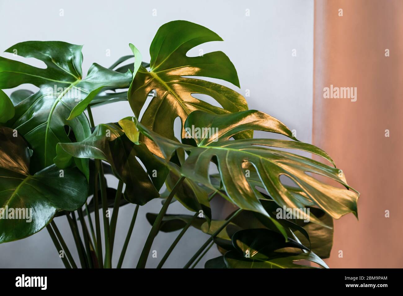 Monstera Pflanze Blätter auf dem grauen und beigen Hintergrund im Inneren. Stockfoto