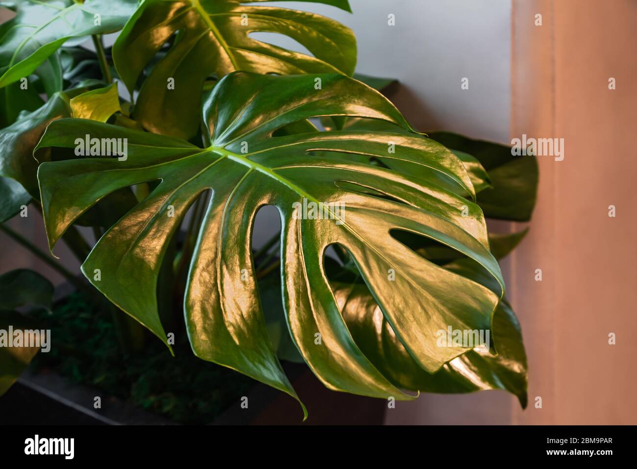 Monstera Pflanze Blätter auf dem grauen und beigen Hintergrund im Inneren. Stockfoto