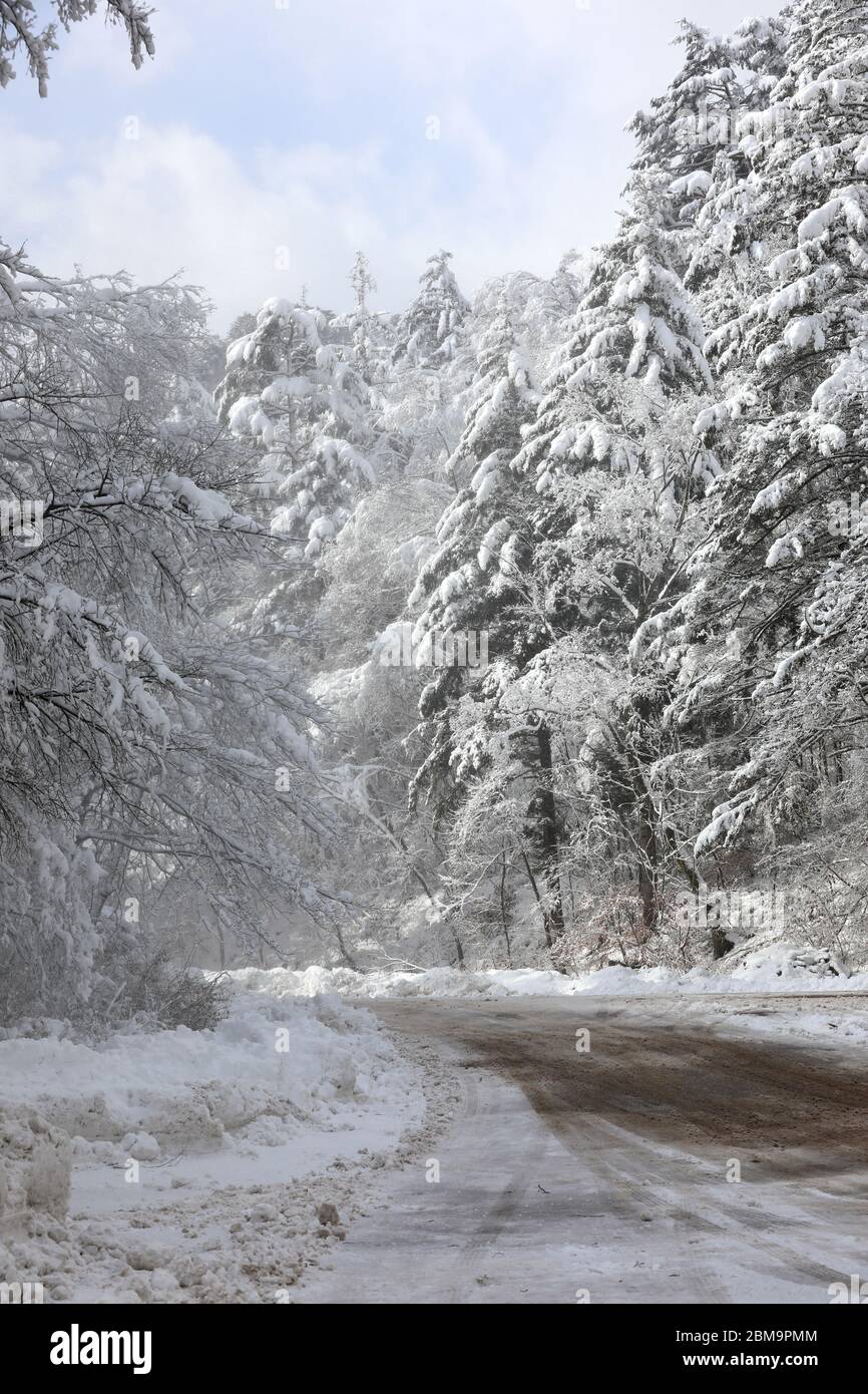 Verschneite Winterstraße schöne Winter Wald Berglandschaft. Odaesan Nationalpark, Gangwon-do, Korea Stockfoto