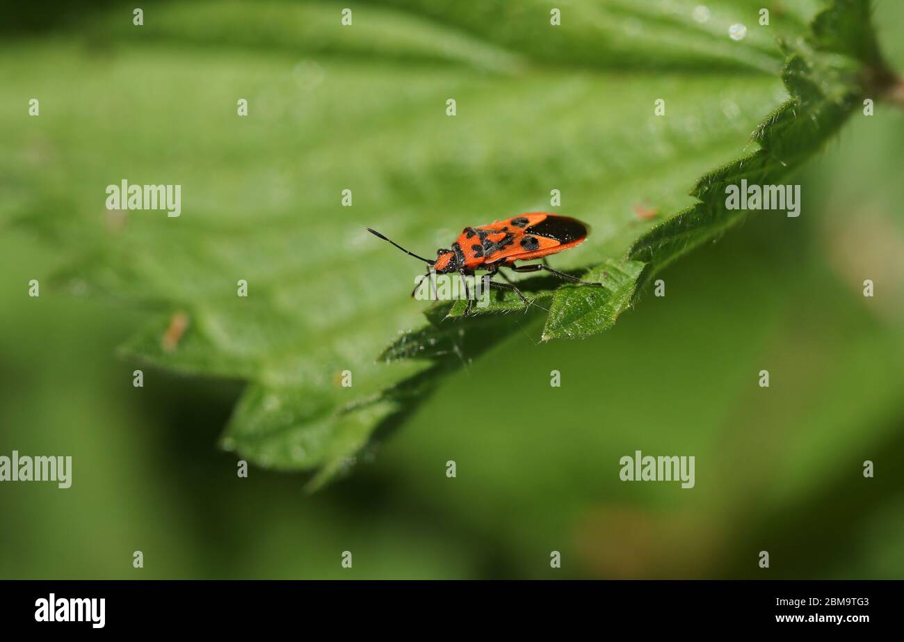 Ein hübscher Zimt-Käfer, Corizus hyoscyami, der im Frühling auf einem Brennnesselblatt stechend. Stockfoto