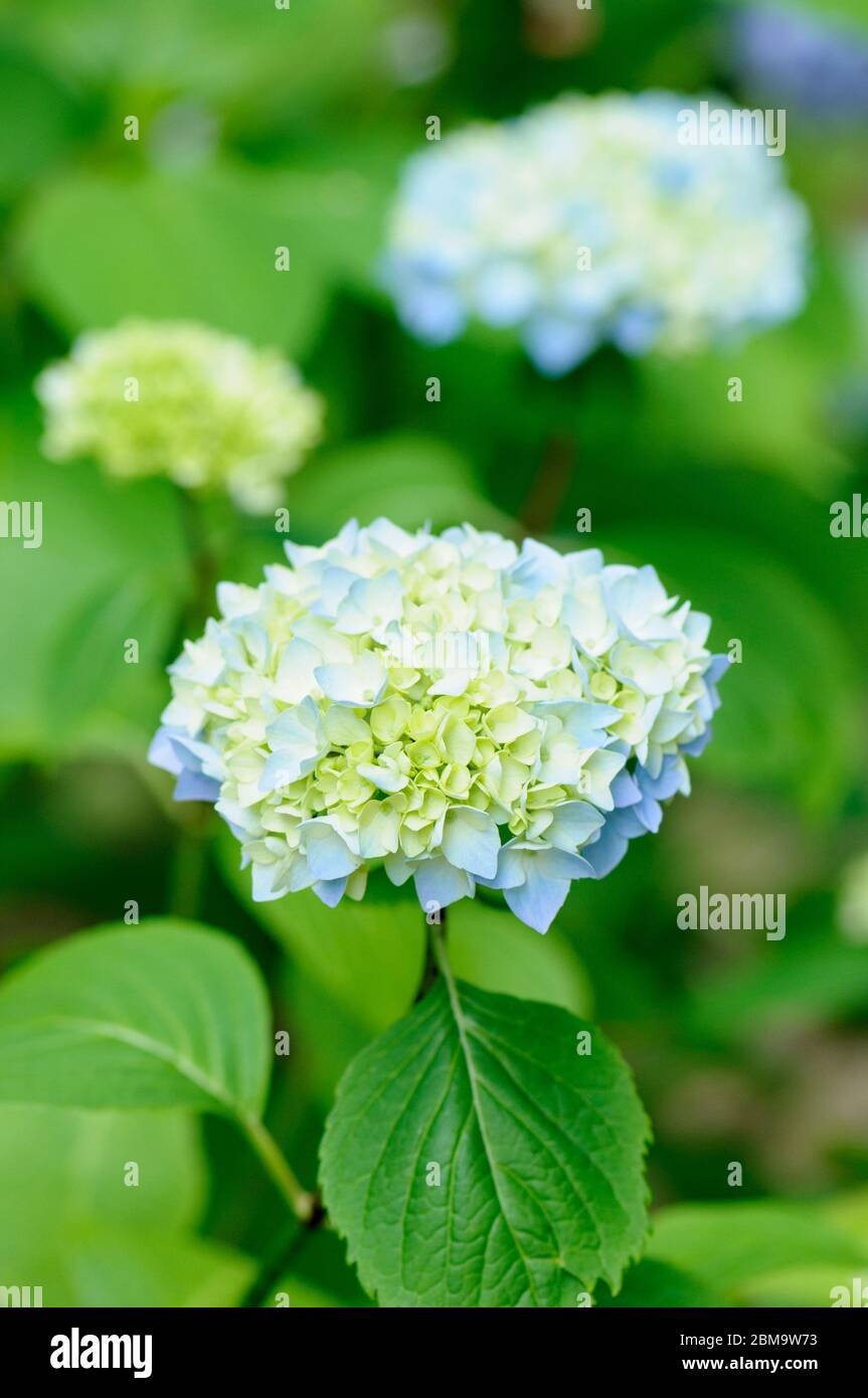 Blaue Blüten der Hortensia macrophylla 'Générale Vicomtesse de Vibraye Stockfoto