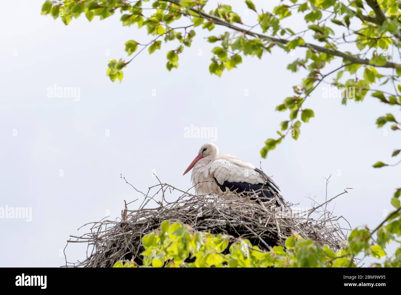 Im Frühjahr steht ein Storch im Nest, frische grüne Blätter und ein blauer Himmel im Hintergrund. Copy-space. Stockfoto