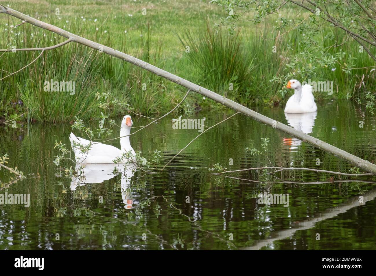 Zwei weiße Gänse, die über einen See gleiten, ein großer Ast diagonal im Wasser, Märchen, Schwäne, die sich im See spiegeln, Selektiver Fokus. Stockfoto