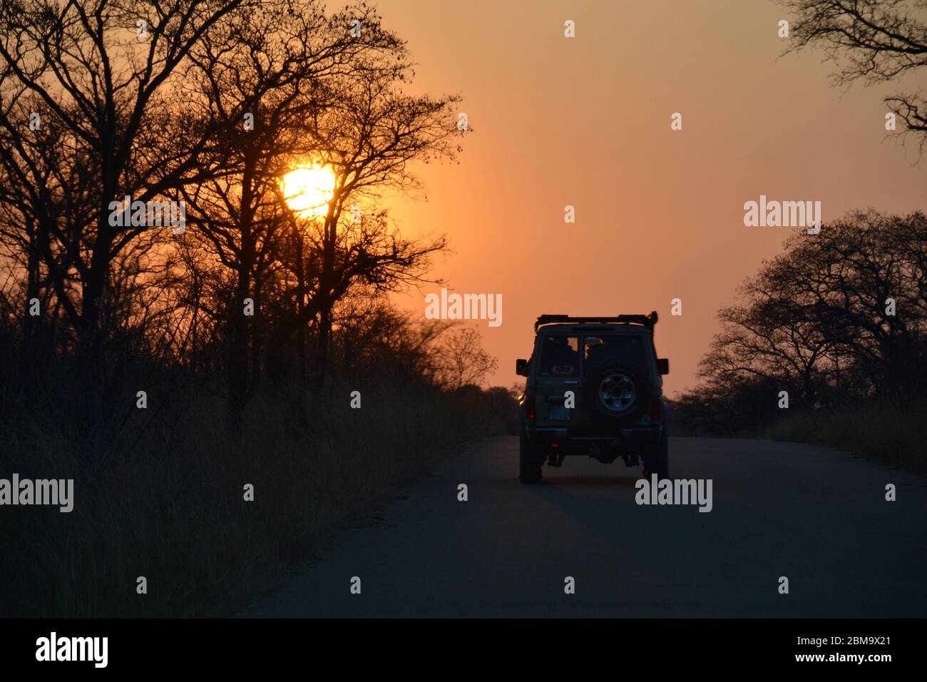 Geländewagen mit Allradantrieb über Land, der in den afrikanischen Sonnenuntergang in der Silhouette fährt, während die Sonne hinter den Dornen fällt Stockfoto