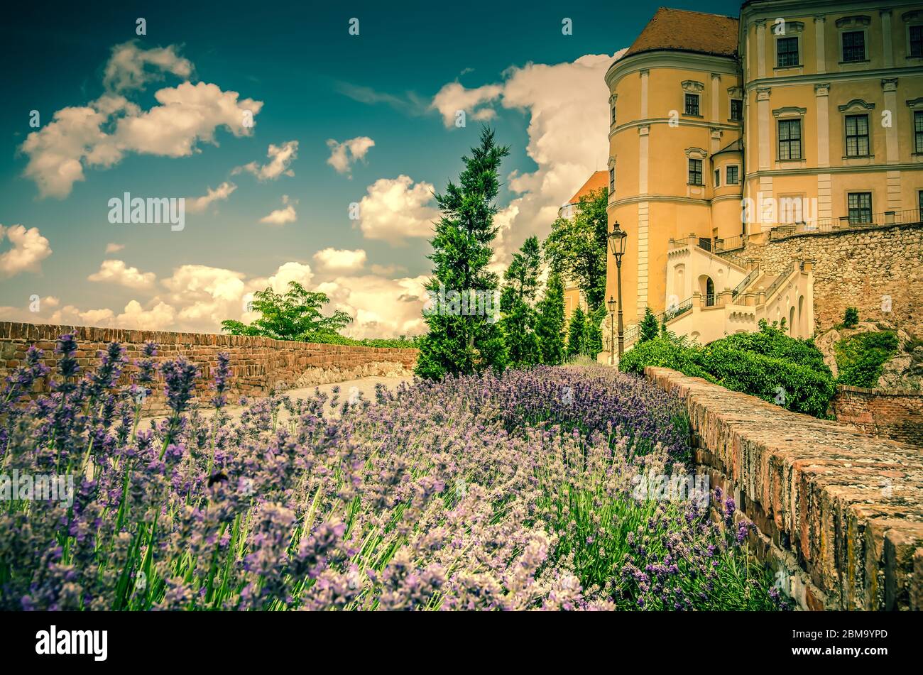 Mikulov, Mähren, Tschechische Republik; 16. Juni 2018: Schloss Mikulov von seinem Gartenbereich aus gesehen mit Lavendelblumenbeet Stockfoto