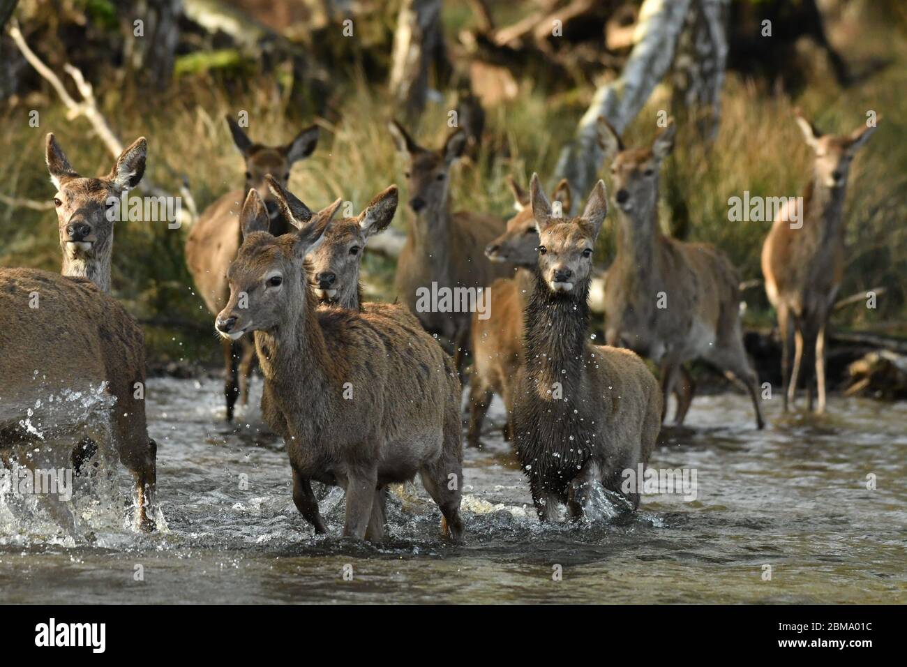 Rothirsch cercus elaphus in Herbstfarben Stockfoto