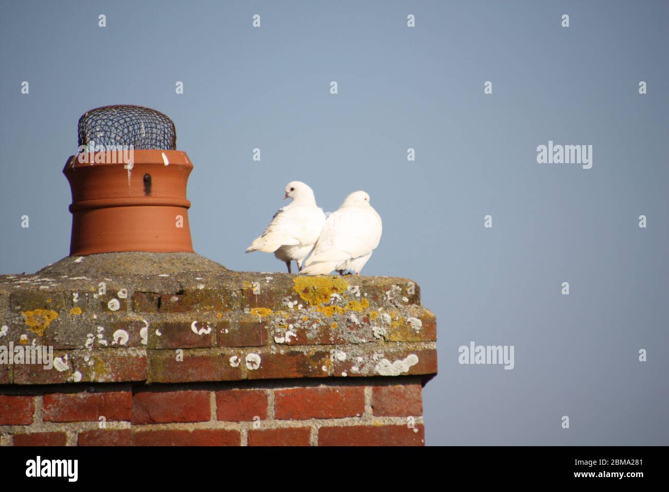 Zwei Tauben sitzen auf einem Schornstein in Framlingham Castle in Suffolk Stockfoto