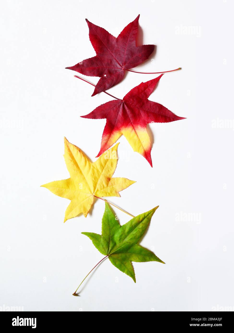 Herbst fallende Blätter isoliert auf weißem Hintergrund. Herbstkonzept. Stockfoto