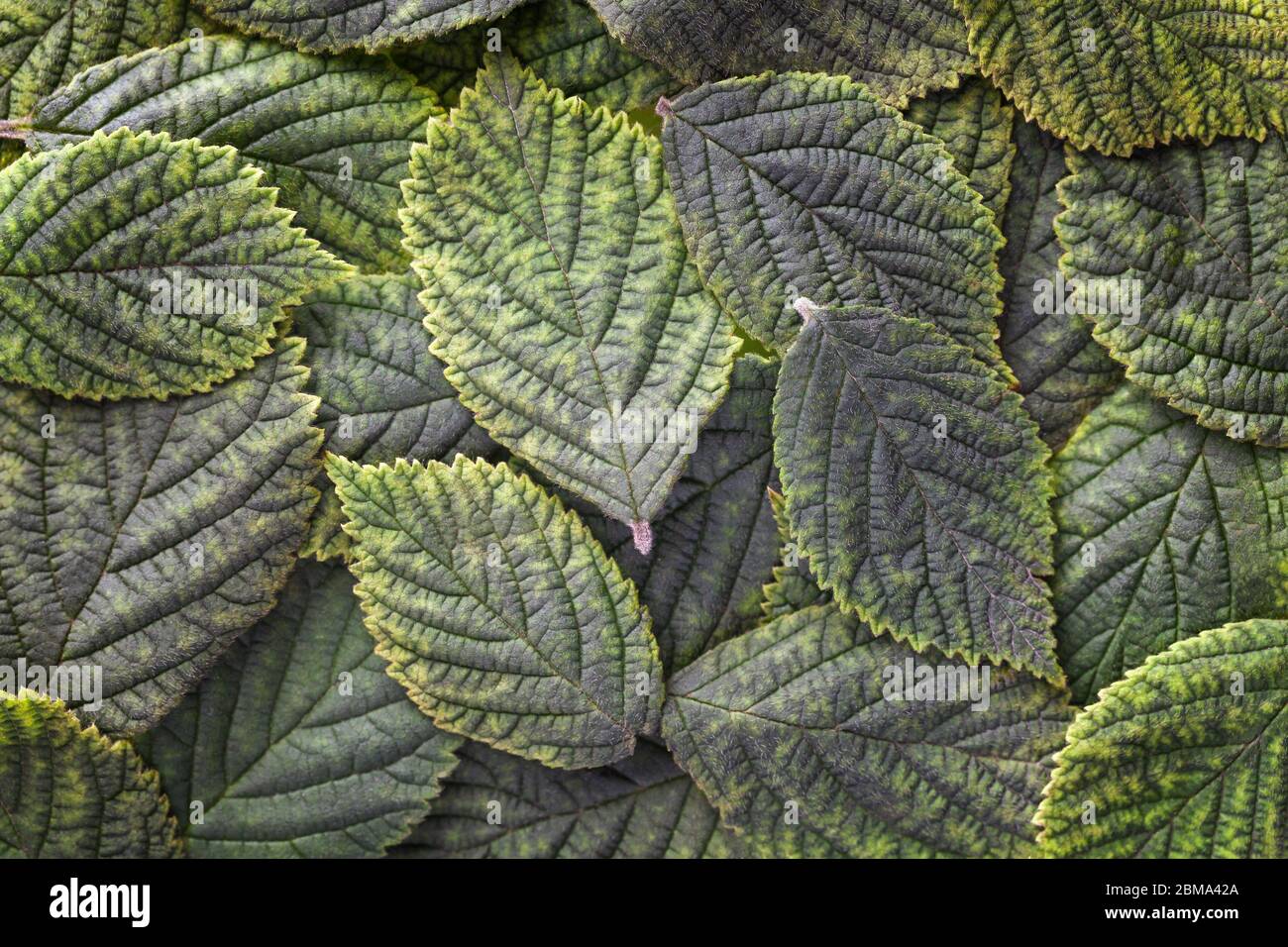Dunkelgrüne Blätter Hintergrund mit Textur, Makro. Abstrakte florale Kulisse mit Naturstruktur, Nahaufnahme. Blattschmuck. Stockfoto