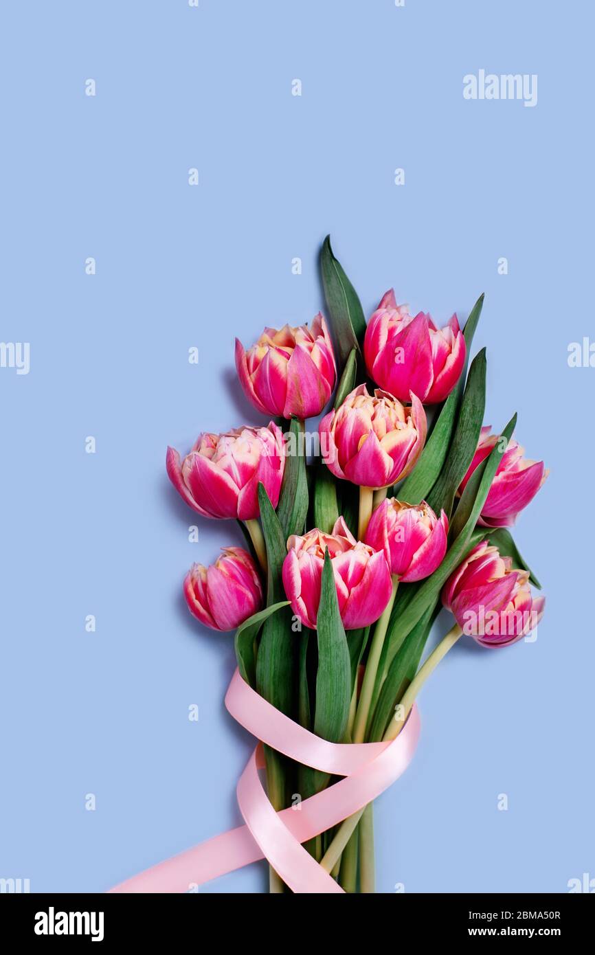 Grußkarte mit Strauß Tulpen mit einem rosa Band auf blauem Hintergrund, Platz für Ihren Text dekoriert. Vertikales Bild. Stockfoto