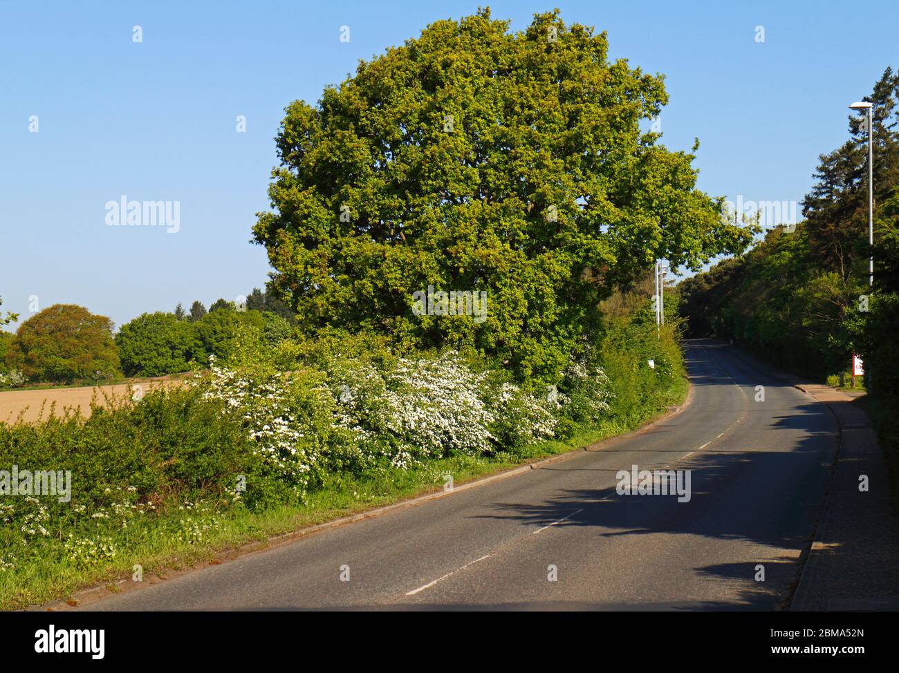 Eine Hecke im Frühjahr mit blühenden Weißdorn, Crataegus monogyna und reifen Eichen, Quercus robur, in Hellesdon, Norfolk, England, UK, Europa. Stockfoto