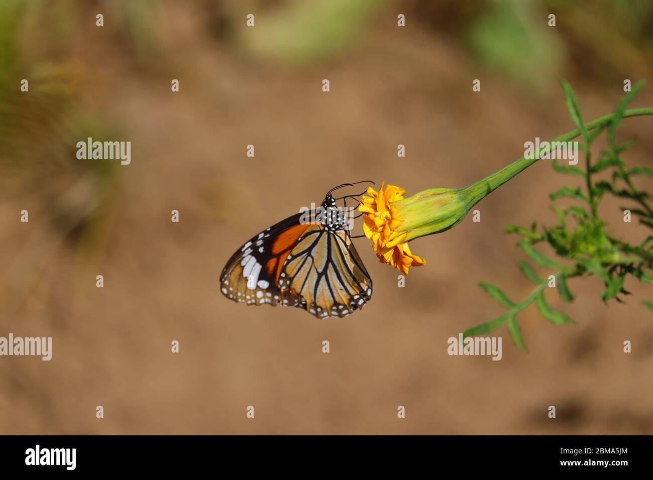 Monarch Schmetterling und Kopie Raum Hintergrund Stockfoto