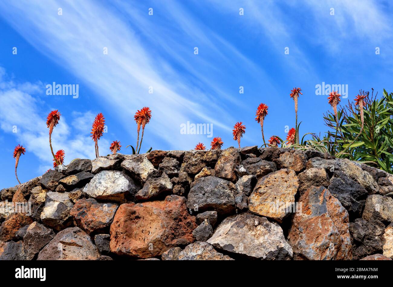 Aloe Vera, La Palma, Kanarische Inseln, Spanien, Europa. Stockfoto
