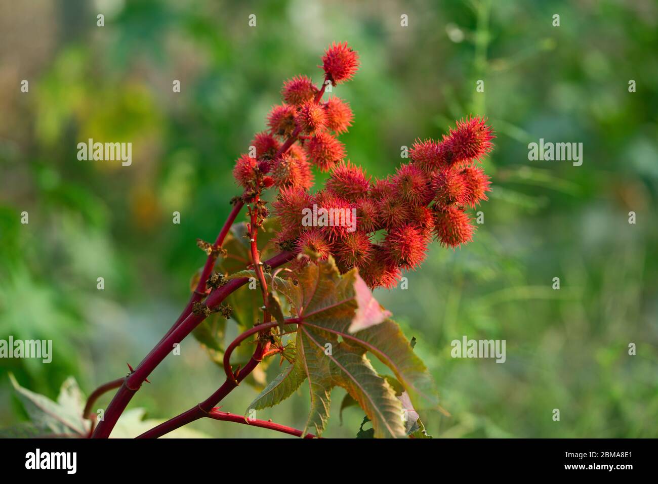 Nahaufnahme von frischen roten Rizinusbohnenfrüchten Stockfoto