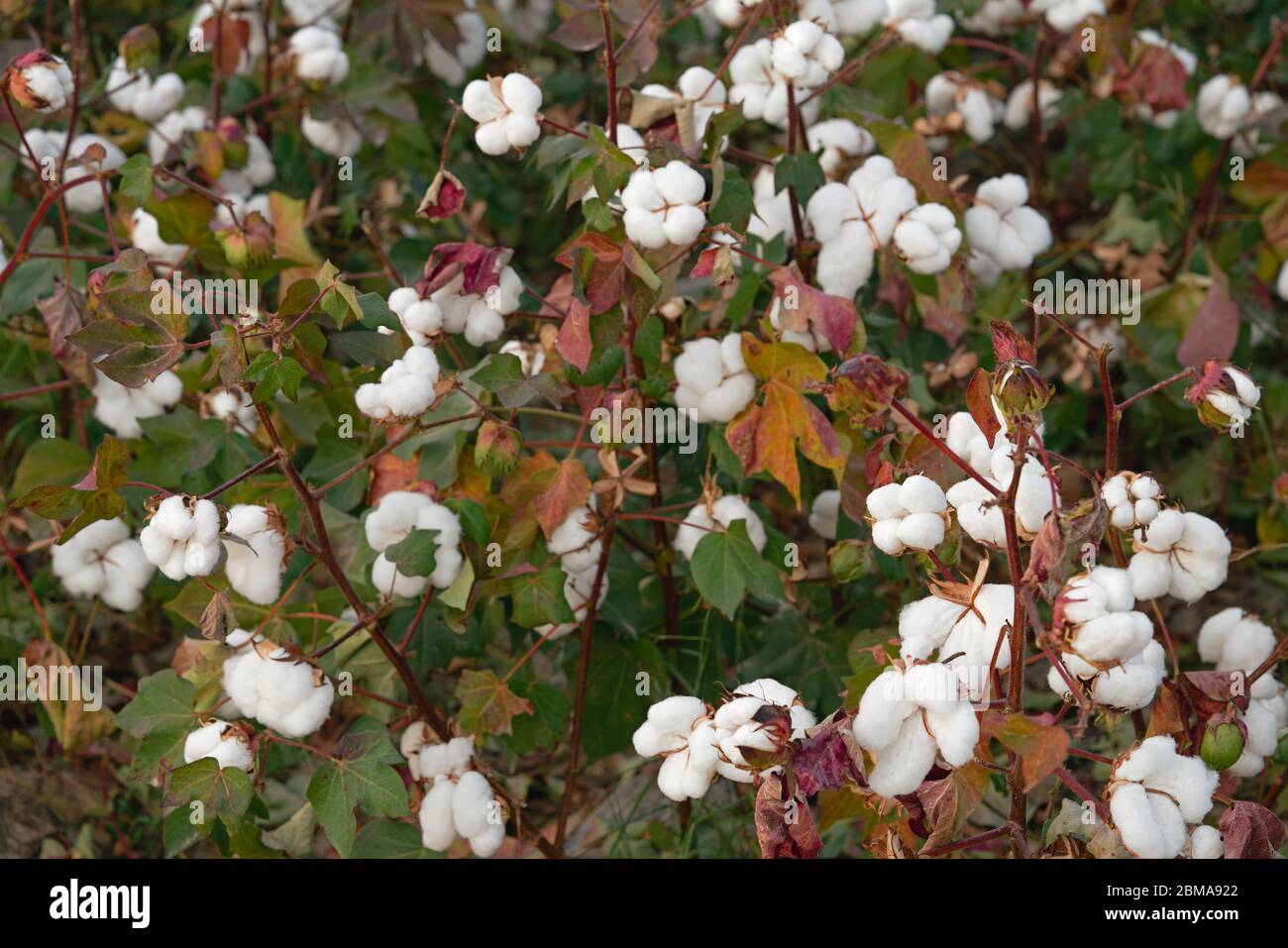 Baumwollfeld im Herbst, bereit für die Ernte Stockfoto