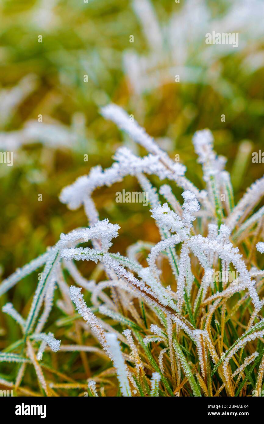 Gefrorenes Gras zwischen Winter und Frühling, erste Anzeichen des Frühlings Stockfoto