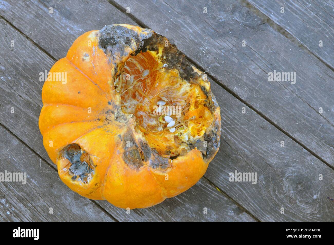Fauler Kürbis auf einer Holzfläche. Verdorbene Kürbisse sind ungesund Stockfoto