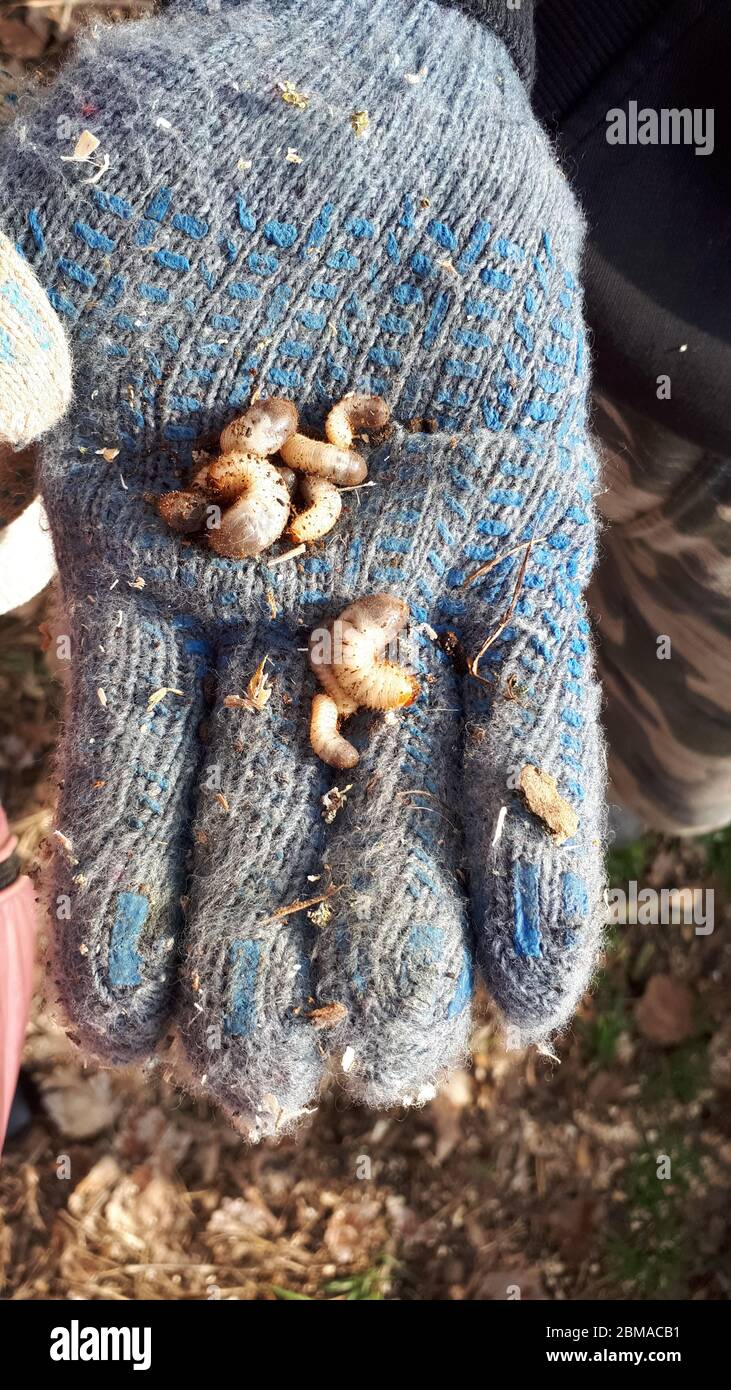 Die ausgegrabenen Larven des Mövenkäfers in der Handfläche. Insektenlarven. Stockfoto