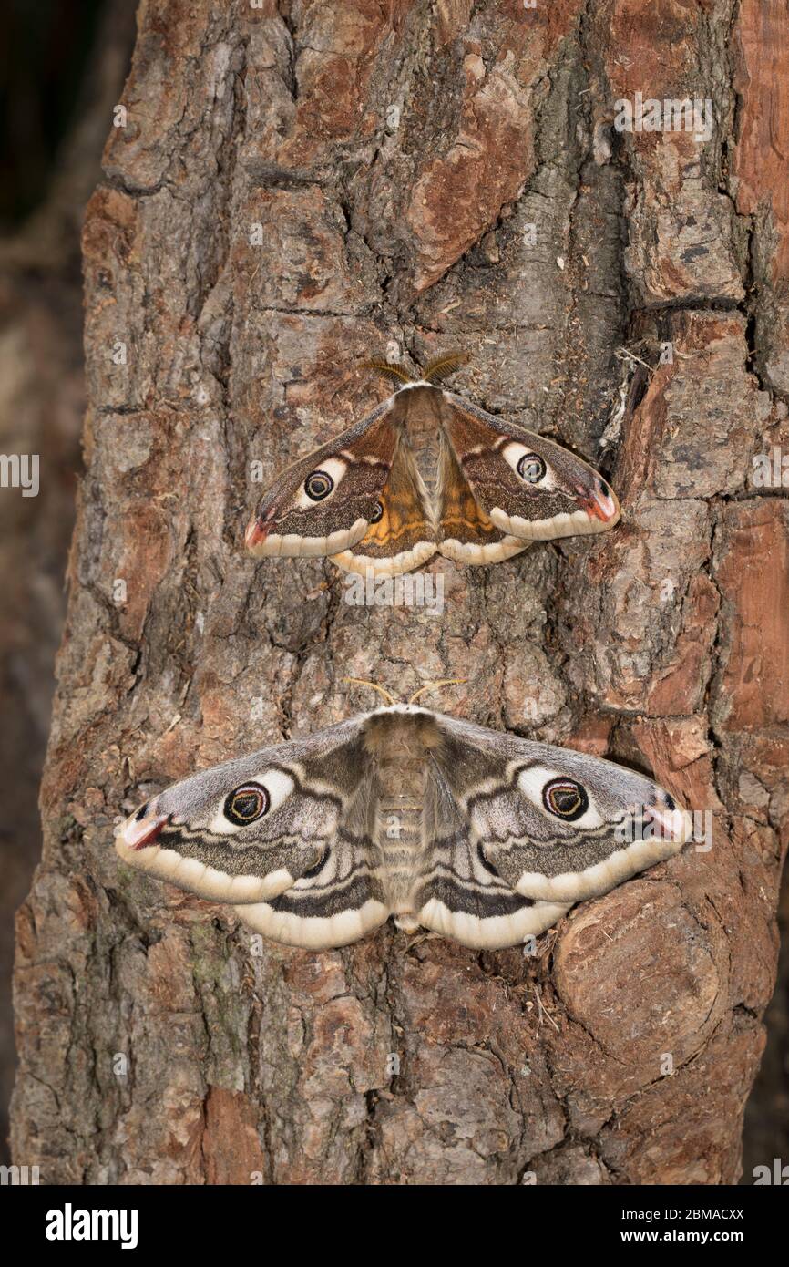 Kleines Nachtpfauenauge - Männchen + Weibchen, Saturnia pavonia, kleine Kaiserfalter - Männchen + Weibchen Stockfoto