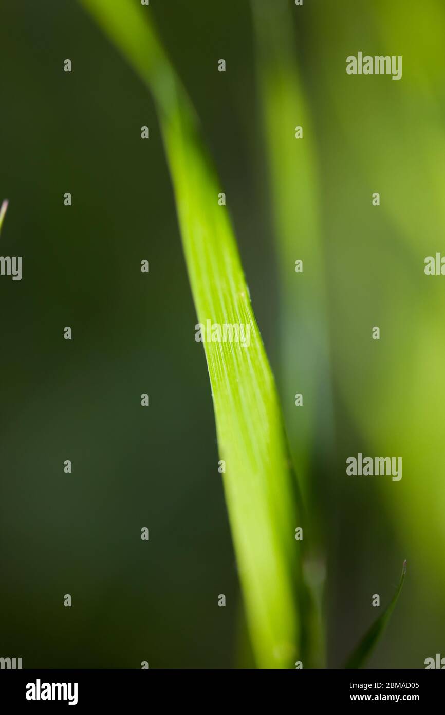 Nahaufnahme frischen grünen Gras Hintergrund Stockfoto